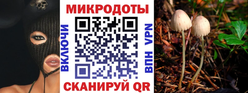 Купить где Куровское Галлюциногенные грибы Cubensis
